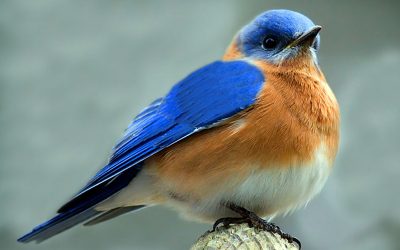 Lorem Ipsum is simply dummy text of the printing